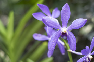 Purple Orchid Flowers