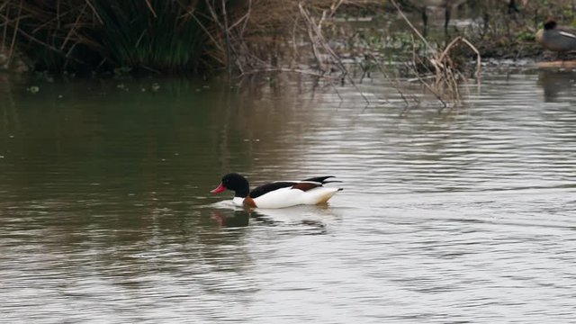 Common shelduck (Tadorna tadorna) swimming on a lake