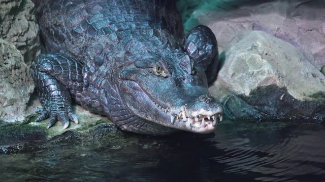 Alligator is close-up frozen and look at the camera slow motion