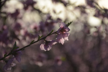 Campo de melocotoneros en flor, fondo natural