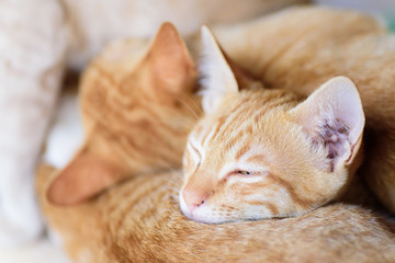 Fototapeta na wymiar Ginger cats are sleeping together, pet at home