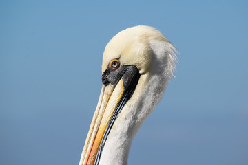Pelican