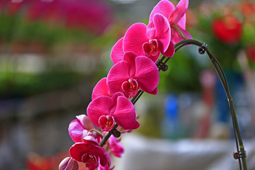Beautiful orchids, butterfly orchid