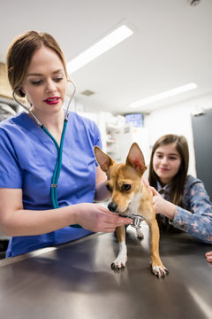 Vet examining dog with its owner