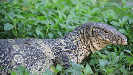 Monitor Lizard Repose And Sunbathing Freedom And Easy Way Of Wildlife Life