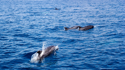 Fototapeta premium Playful dolphins swimming in open ocean waters near Ventura coast, Southern California