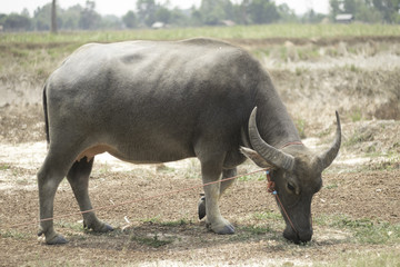 Obraz premium Forest buffalo Buffalo herd. buffalo 