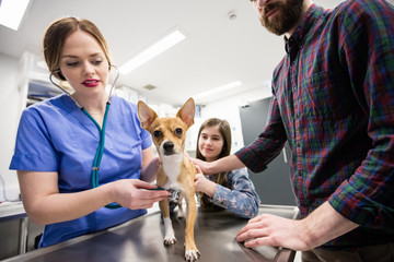 Vet examining dog with its owner