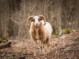 Sheep in a wood in spring in Cres