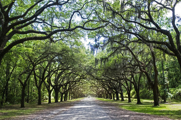 Oak Trees Road