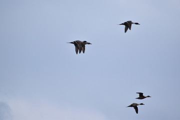 オナガガモの飛翔