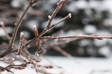 Frosty winter branch