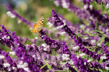 orange butterfly on purple flower