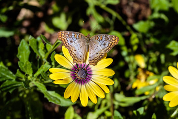 White Peacock butterfly on yellow flower; green foliage in the background.  In Arizona's Sonoran desert.
