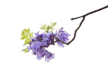 Close up of beautiful purple jacaranda trees, isolated on white background, a species with an...