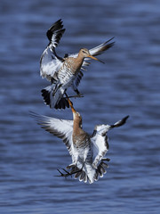 Black-tailed godwit (Limosa limosa)