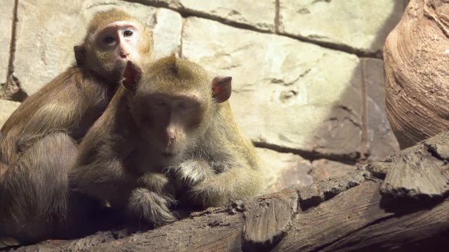 Little smart monkeys sit on a branch and look at the camera in slow motion