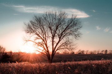 Obraz na płótnie Canvas tree at orange sunset