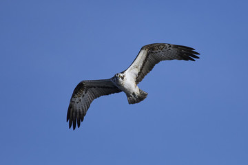 Obraz premium Osprey (Pandion haliaetus)