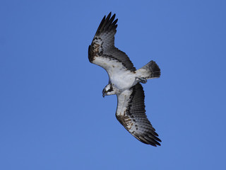 Obraz premium Osprey (Pandion haliaetus)