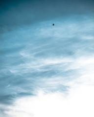 Fototapeta na wymiar A bird amongst wispy clouds