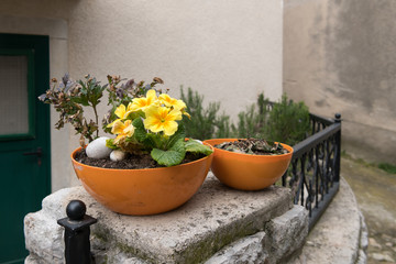 Yellow primrose in a pot, alley in Lubenice