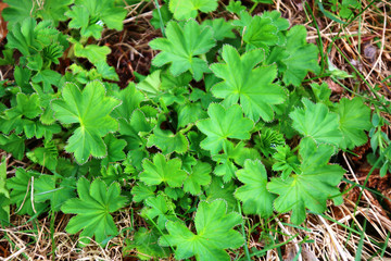 alternativmedizin mit frauenmantel