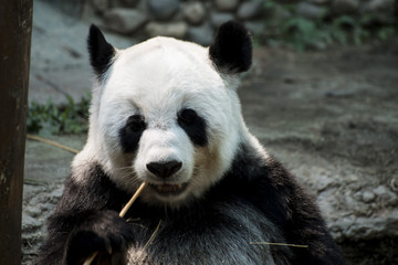 panda