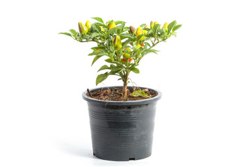 Closeup ornamental pepper on flower pot