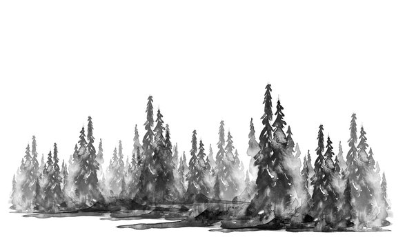 Watercolor group of trees - fir, pine, cedar, fir-tree. black and white forest, countryside landscape. Drawing on white isolated background.