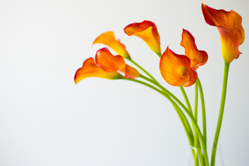 Bunch of fresh orange Calla lilly flowers with copy space. - obrazy, fototapety, plakaty