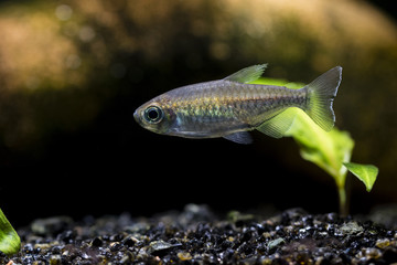 Fototapeta premium Tetra Congo fish under the surface.