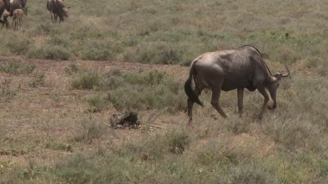Blue Wildebeest (Connochaetes taurinus)  female  giving birth, she stands up, to snif her calf