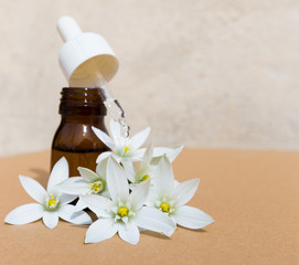 fleurs Star Of Bethlehem et flacon d'élixir