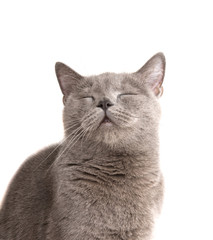 Gray british cat on the white isolated