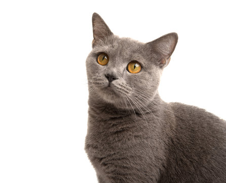 Gray british cat on the white isolated