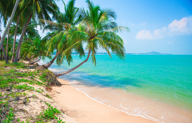 Obraz na płótnie Canvas beach and coconut plm tree