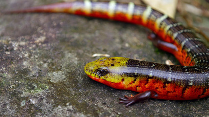 lizard on stone