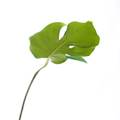 Monstera leaf isolated on white background.