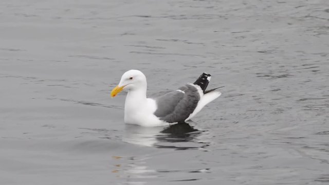 HD Video of California Gull swimming in circles in shallow water. The South Bay California gull population has grown from less than 1,000 breeding birds in 1982 to over 33,000 in 2006.