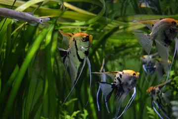 Рыбки в аквариуме на фоне водорослей