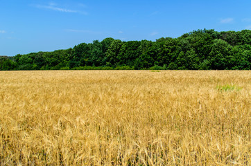 Field of ripe yellow wheat on summer