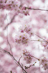 cherry tree blooming