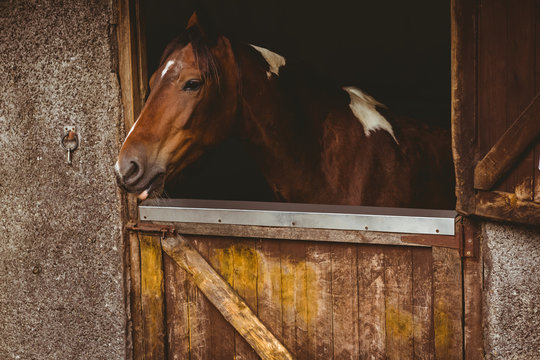 Horse standing in stable