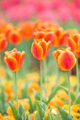 チューリップ畑