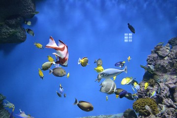Fototapeta na wymiar Разноцветные рыбки в аквариуме на синем фоне воды