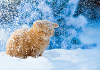 Red kitten sitting in snowy forest in winter at blizzard