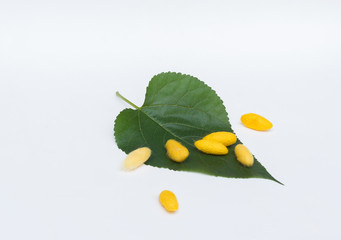 yellow cocoons and green mulberry leaf on white background