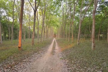 Obraz premium Forest and road