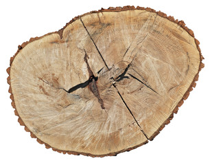 Fototapeta premium A fresh cut of a stump of a sawn old century old tree Poplar